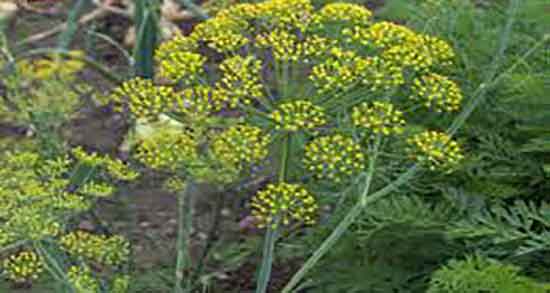 تاثیر تخم شوید بر پریودی ؛ ایا تخم شوید برای درد پریودی مفید است تاثیر تخم شوید بر پریودی ؛ ایا تخم شوید برای درد پریودی مفید است