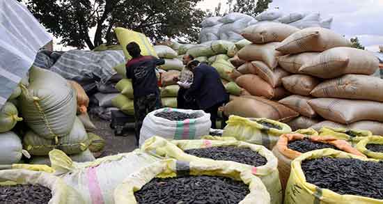 تخمه آفتابگردان برای رفلاکس معده ؛ درمان رفلاکس معده با تخمه افتابگردان تخمه آفتابگردان برای رفلاکس معده ؛ درمان رفلاکس معده با تخمه افتابگردان