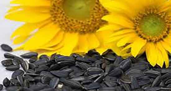 تخمه آفتابگردان برای سرماخوردگی ؛ ایا تخمه افتابگردان برای گلو درد مضره تخمه آفتابگردان برای سرماخوردگی ؛ ایا تخمه افتابگردان برای گلو درد مضره