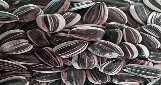 تخمه آفتابگردان برای سگ ؛ فواید تخمه افتابگردان برای توله سگ تخمه آفتابگردان برای سگ ؛ فواید تخمه افتابگردان برای توله سگ