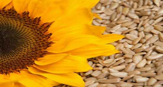 تخمه آفتابگردان برای لاغری ؛ فواید تخمه افتابگردان برای چربی سوزی تخمه آفتابگردان برای لاغری ؛ فواید تخمه افتابگردان برای چربی سوزی