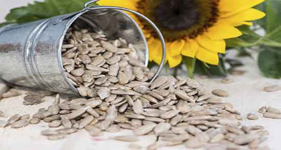 تخمه آفتابگردان برای چربی خون ؛ رفع چربی خون با خوردن تخمه افتابگردان تخمه آفتابگردان برای چربی خون ؛ رفع چربی خون با خوردن تخمه افتابگردان