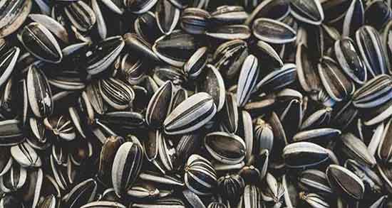 تخمه آفتابگردان خام یا بو داده ؛ فواید تخمه آفتابگردان خام یا بو داده چیست تخمه آفتابگردان خام یا بو داده ؛ فواید تخمه آفتابگردان خام یا بو داده چیست