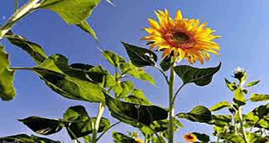 تخمه آفتابگردان در بارداری ؛ فواید تخمه افتابگردان برای زنان باردار تخمه آفتابگردان در بارداری ؛ فواید تخمه افتابگردان برای زنان باردار