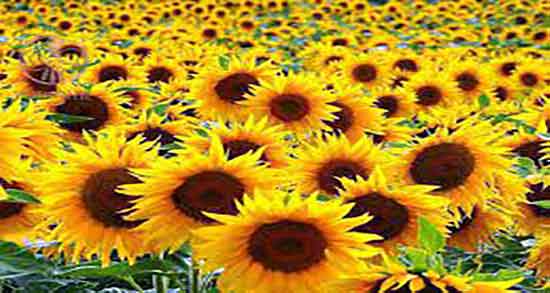 تخمه آفتابگردان در دوران بارداری ؛ تخمه افتابگردان برای بارداران مفیده