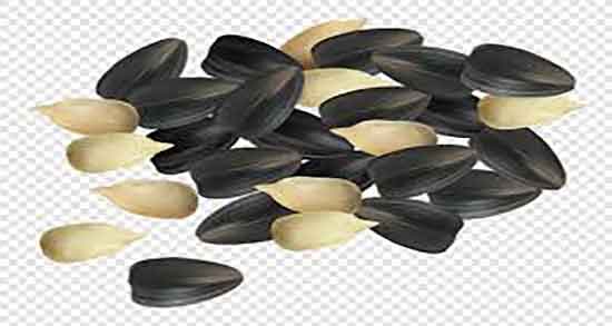 تخمه آفتابگردان در شیردهی ؛ ایا تخمه افتابگردان برای شیردهی مفیده