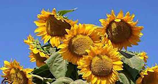 تخمه آفتابگردان و دیابت ؛ ایا تخمه افتابگردان قند خون را بالا میبرد تخمه آفتابگردان و دیابت ؛ ایا تخمه افتابگردان قند خون را بالا میبرد