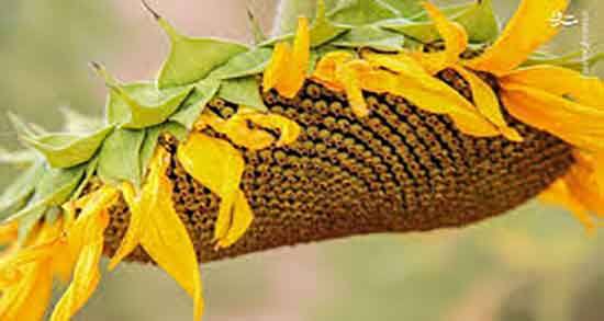 تخمه افتابگردان و تنبلی تخمدان ؛ تخمه افتابگردان برای تنبلی تخمدان تخمه افتابگردان و تنبلی تخمدان ؛ تخمه افتابگردان برای تنبلی تخمدان