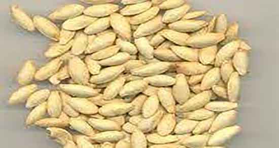 تخمه خربزه برای زن باردار ؛ خوردن تخمه خربزه در بارداری نی نی سایت تخمه خربزه برای زن باردار ؛ خوردن تخمه خربزه در بارداری نی نی سایت