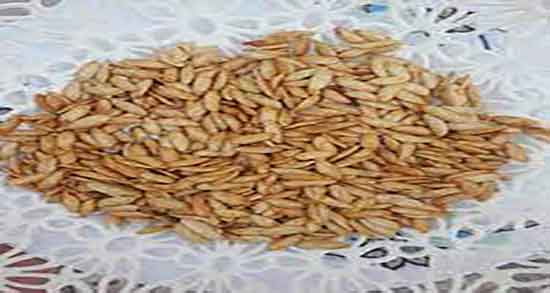 تخمه خربزه برای عروس هلندی ؛ آیا تخمه خربزه برای عروس هلندی مضره تخمه خربزه برای عروس هلندی ؛ آیا تخمه خربزه برای عروس هلندی مضره