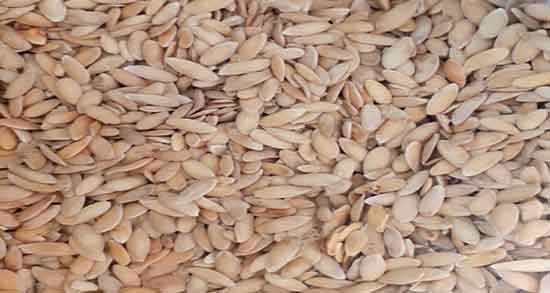 تخمه خربزه برای چی خوبه ؛ ایا خوردن تخمه خربزه در بارداری مفید است تخمه خربزه برای چی خوبه ؛ ایا خوردن تخمه خربزه در بارداری مفید است