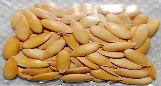 تخمه خربزه در بارداری ؛ مصرف تخمه خربزه در دوران بارداری چیست تخمه خربزه در بارداری ؛ مصرف تخمه خربزه در دوران بارداری چیست