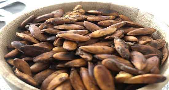 تخمه خربزه چاق کننده است ؛ ایا خوردن مداوم تخمه خربزه چاق میکنه