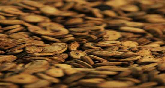 تخمه خربزه چربی دارد ؛ ایا مصرف تخمه خربزه کلسترول دارد یا نه تخمه خربزه چربی دارد ؛ ایا مصرف تخمه خربزه کلسترول دارد یا نه