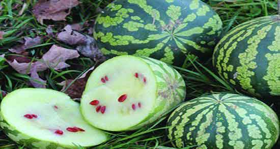 تخمه هندوانه برای زن باردار ؛ آیا تخمه هندوانه برای زن باردار ضرر دارد تخمه هندوانه برای زن باردار ؛ آیا تخمه هندوانه برای زن باردار ضرر دارد