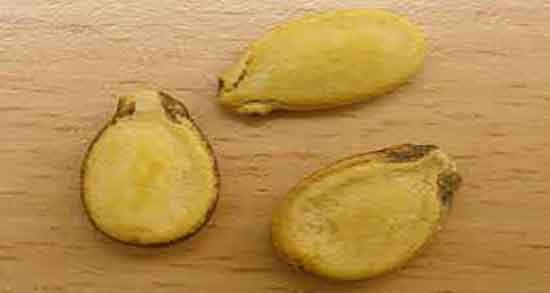 تخمه هندوانه برای یبوست و ایا تخمه هندوانه برای یبوست کودکان خوبه تخمه هندوانه برای یبوست ؛ ایا تخمه هندوانه برای یبوست کودکان خوبه