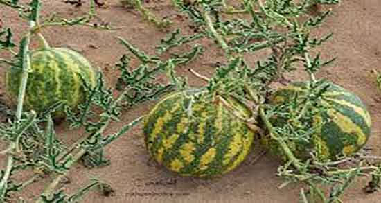 تخمه هندوانه در رژیم لاغری ؛ زمان خوردن تخمه هندوانه برای لاغری بدن