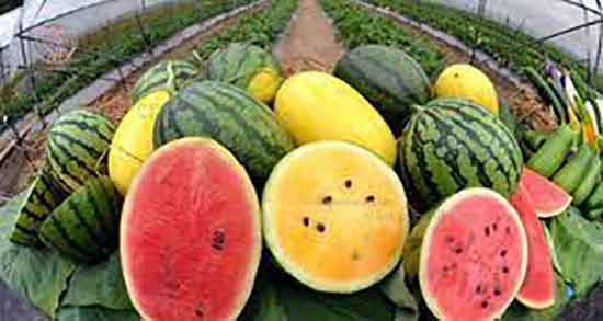 تخمه هندوانه و بارداری ؛ خوردن تخمه هندوانه در بارداری و زیبایی جنین تخمه هندوانه و بارداری ؛ خوردن تخمه هندوانه در بارداری و زیبایی جنین