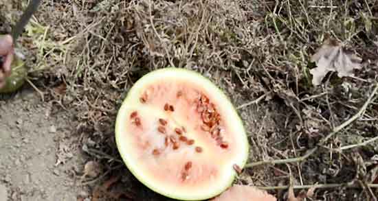 تخمه هندوانه و دیابت و فواید مصرف تخمه هندوانه برای لاغری شکم تخمه هندوانه و دیابت ؛ فواید مصرف تخمه هندوانه برای لاغری شکم