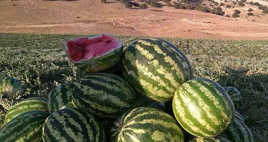 تخمه هندوانه و کبد چرب ؛ ایا تخمه هندوانه برای کبد چرب ضرر دارد تخمه هندوانه و کبد چرب ؛ ایا تخمه هندوانه برای کبد چرب ضرر دارد