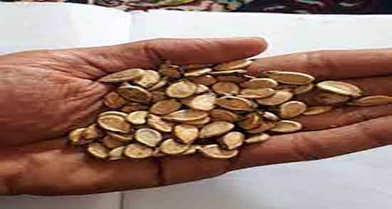 تخمه هندوانه چاق کننده است ؛ ایا تخمه هندوانه اضافه وزن میاره تخمه هندوانه چاق کننده است ؛ ایا تخمه هندوانه اضافه وزن میاره