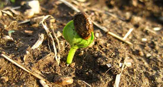 تخمه هندوانه چقدر کالری دارد ؛ میزان کالری مغز تخمه هندوانه چقدره