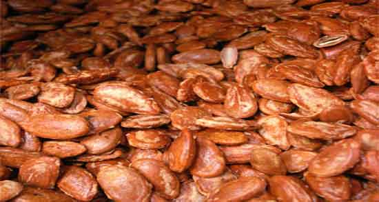 تخمه ژاپنی برای سرماخوردگی ؛ تخمه ژاپنی برای درمان گلو درد تخمه ژاپنی برای سرماخوردگی ؛ تخمه ژاپنی برای درمان گلو درد