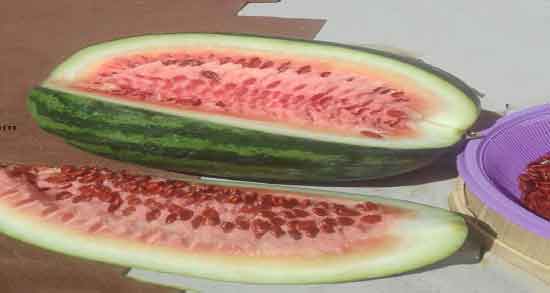 تخمه ژاپنی و چاقی ؛ ایا تخمه ژاپنی برای لاغری شکم مفید است تخمه ژاپنی و چاقی ؛ ایا تخمه ژاپنی برای لاغری شکم مفید است