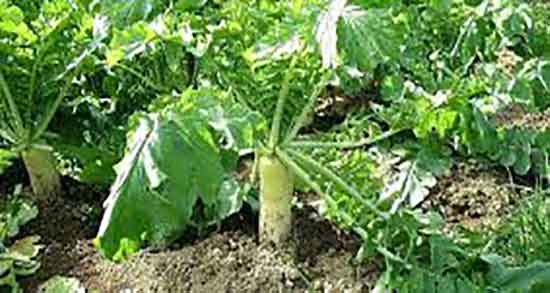 ترب سفید برای تیروئید کم کار ؛ تاثیر خوردن ترب سفید بر تیروئید زنان باردار ترب سفید برای تیروئید کم کار ؛ تاثیر خوردن ترب سفید بر تیروئید زنان باردار