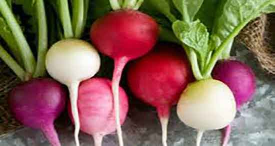 ترب سفید برای دیابت ؛ کنترل قند خون با خوردن ترب سفید پخته شده ترب سفید برای دیابت ؛ کنترل قند خون با خوردن ترب سفید پخته شده