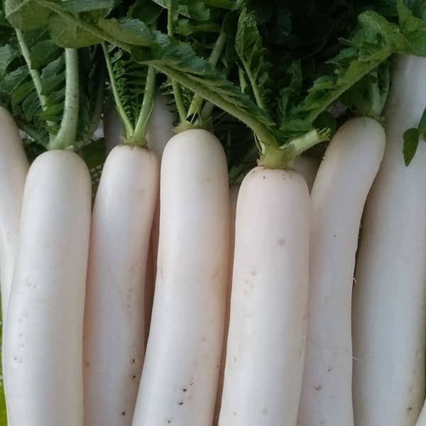 ترب سفید برای سرماخوردگی ؛ ایا ترب سفید برای درمان گلو درد مفیده ترب سفید برای سرماخوردگی ؛ ایا ترب سفید برای درمان گلو درد مفیده