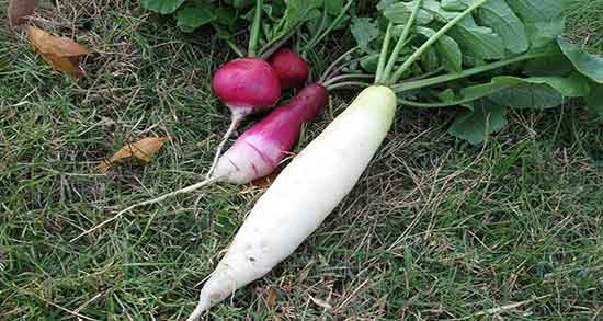 ترب سفید برای سگ ؛ خاصیت خوردن ترب سفید برای غذای سگ ترب سفید برای سگ ؛ خاصیت خوردن ترب سفید برای غذای سگ