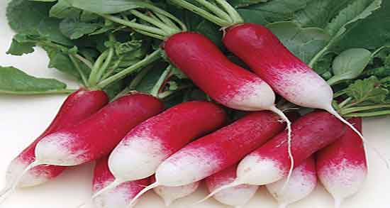 ترب سفید در بارداری ؛ ایا ترب سفید برای جنین زنان باردار مفید است ترب سفید در بارداری ؛ ایا ترب سفید برای جنین زنان باردار مفید است