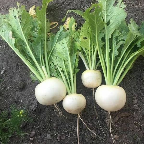 ترب سفید در طب سنتی ؛ ایا اب ترب سفید از نظر طب سنتی مفیده ترب سفید در طب سنتی ؛ ایا اب ترب سفید از نظر طب سنتی مفیده