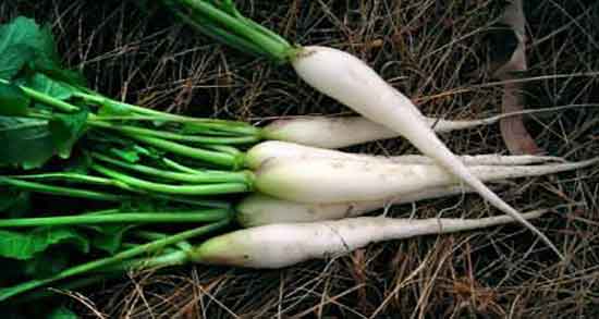 ترب سفید و تیروئید ؛ ایا خوردن ترب سفید برای تیروئید مفید است ترب سفید و تیروئید ؛ ایا خوردن ترب سفید برای تیروئید مفید است