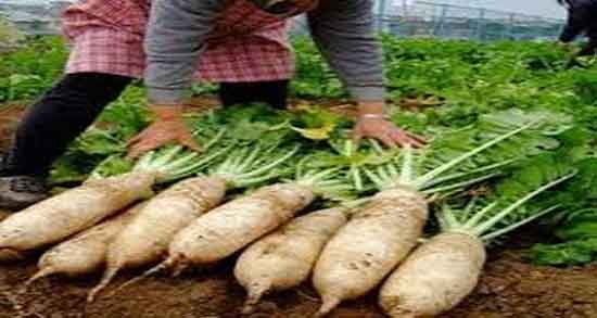 ترب سفید و یبوست ؛ درمان یبوست کودکان با خوردن ترب سفید ترب سفید و یبوست ؛ درمان یبوست کودکان با خوردن ترب سفید