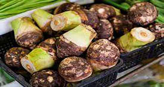 ترب سیاه از کجا بخریم ؛ سفارش آنلاین انواع ترب سیاه در اصفهان