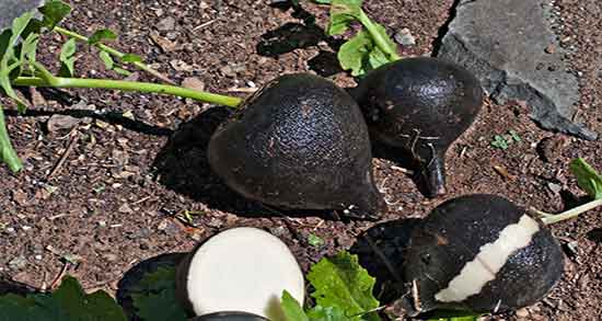 ترب سیاه برای سنگ صفرا ؛ تاثیر ترب سیاه و عسل بر سنگ صفرا ترب سیاه برای سنگ صفرا ؛ تاثیر ترب سیاه و عسل بر سنگ صفرا