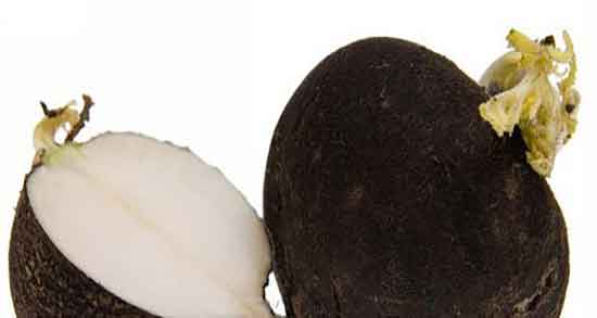 ترب سیاه برای کم کاری تیروئید ؛ درمان کم کاری تیروئید با خوردن ترب سیاه ترب سیاه برای کم کاری تیروئید ؛ درمان کم کاری تیروئید با خوردن ترب سیاه