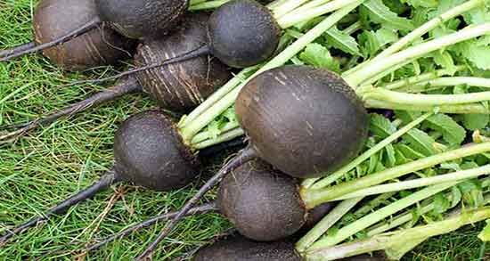 ترب سیاه و بارداری ؛ خاصیت مصرف ترب سیاه برای بارداری زنان ترب سیاه و بارداری ؛ خاصیت مصرف ترب سیاه برای بارداری زنان