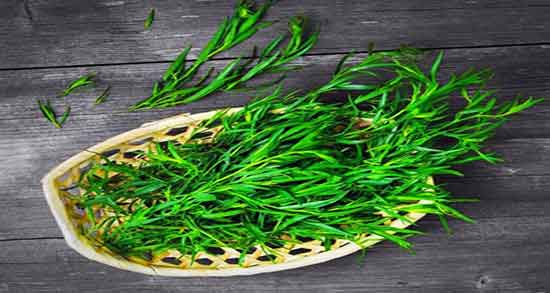 ترخون در بارداری ؛ ایا خوردن ترخون در دوران بارداری مفید است ترخون در بارداری ؛ ایا خوردن ترخون در دوران بارداری مفید است