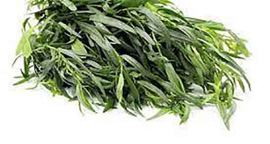 ترخون و مرزه چیست ؛ فواید مصرف ترخون و مرزه برای غذا های ابکی ترخون و مرزه چیست ؛ فواید مصرف ترخون و مرزه برای غذا های ابکی