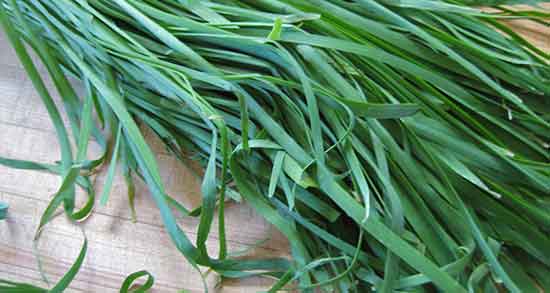 تره برای عفونت رحم ؛ ایا تره برای درمان عفونت رحم مفید است تره برای عفونت رحم ؛ ایا تره برای درمان عفونت رحم مفید است