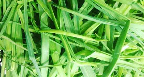 تره در طب اسلامی ؛ ایا خوردن تره کوهی از نظر طب اسلامی حلاله تره در طب اسلامی ؛ ایا خوردن تره کوهی از نظر طب اسلامی حلاله