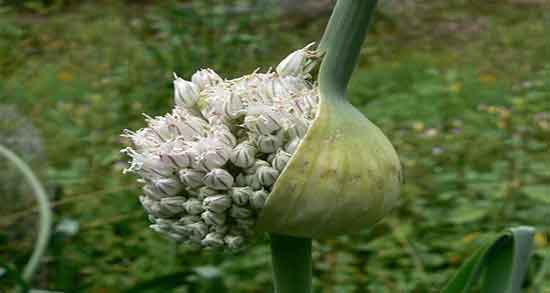 تره فرنگی برای کرونا ؛ ایا تره فرنگی برای بیماری کرونا مفید است تره فرنگی برای کرونا ؛ ایا تره فرنگی برای بیماری کرونا مفید است