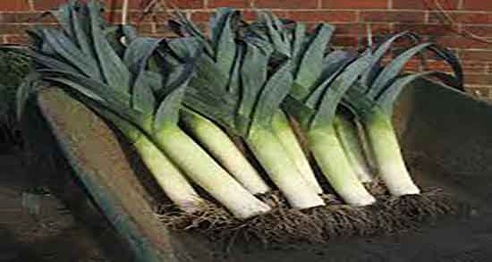 تره فرنگی برای کم کاری تیروئید ؛ ایا تره فرنگی برای کم کاری تیروئید مفیده تره فرنگی برای کم کاری تیروئید ؛ ایا تره فرنگی برای کم کاری تیروئید مفیده