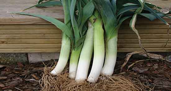 تره فرنگی و دیابت ؛ ایا تره فرنگی برای بیماری قند خون مفید است تره فرنگی و دیابت ؛ ایا تره فرنگی برای بیماری قند خون مفید است