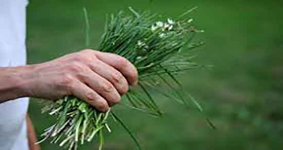 تره و یبوست ؛ ایا خوردن تره برای بیوست زنان باردار مفید است تره و یبوست ؛ ایا خوردن تره برای بیوست زنان باردار مفید است