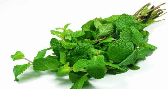 تفاوت ظاهری نعناع و نعناع فلفلی ؛ تفاوت های بین نعناع و نعناع فلفلی