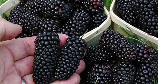 توت برای دیابت خوب است ؛ ایا توت تازه برای قند خون خوب است